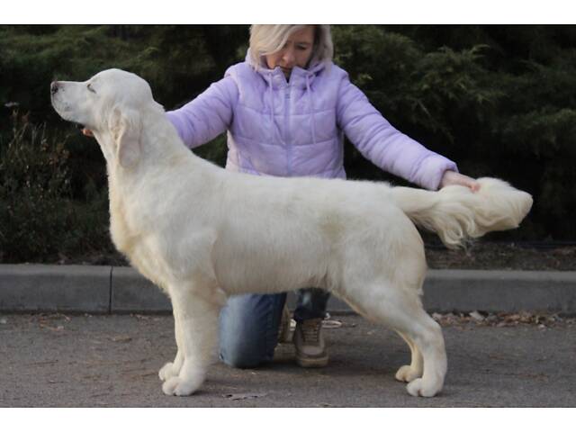 Хлопчик Голден Ретривер - Фото 7