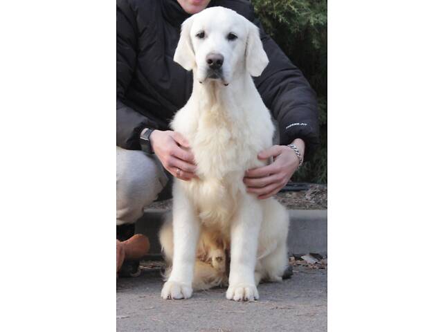 Хлопчик Голден Ретривер - Фото 8