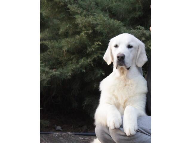 Хлопчик Голден Ретривер - Фото 9