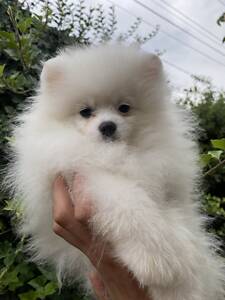 Мальчик помернський шпіц