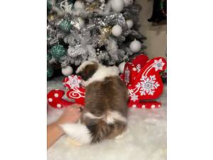 Хлопчик Ши-тцу, чудовий новорічний подарунок