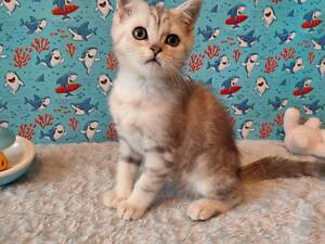 Хлопчик сріблястий мармуровий ns22