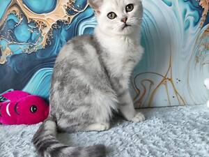 Хлопчик сріблястий мармуровий страйт ns 22