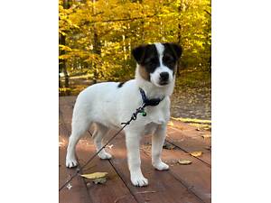 Хлопчик Джек расел