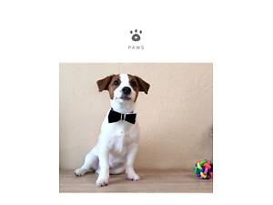 Хлопчик Джек Рассел терьер ККУ WKU