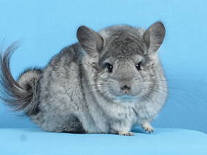 Хлопчик Королівська Персідська Ангора