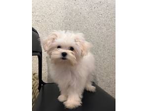 Хлопчик Мальтезе міні бейбі фейс ТЕРМІНОВО