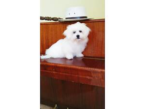 Хлопчик міні, дитяче обличчя