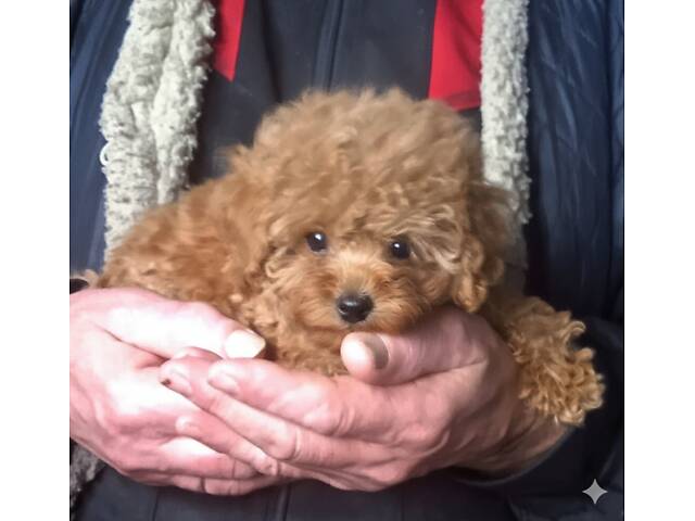 хлопчик міні той пудель 3 місяці - Фото 2