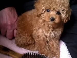 хлопчик міні той пудель 3 місяці