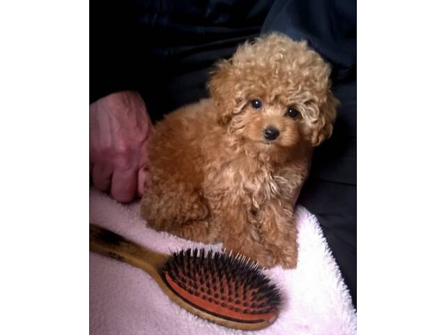 хлопчик міні той пудель 3 місяці - Фото 1