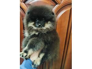 Хлопчик померанський шпіц