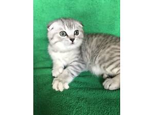 Хлопчик Scottish fold