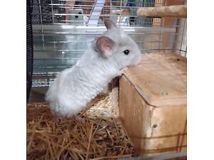 Мальчик шиншилла мозаика возрастом 3,5 месяца.