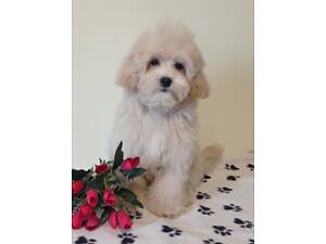 Хлопчик та дівчинка