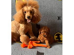 Хлопчик той пудель