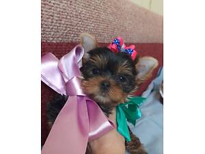 Хлопчики йорки ветпаспорт, щеплені, Київ