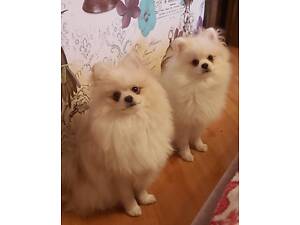 Хлопчики померанські шпіци