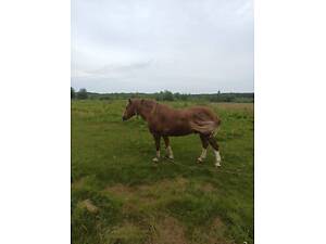 Хмельницька обл., м Нетішин