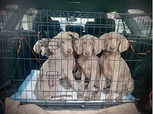 Хочеш друга, який любитиме тебе безумовно? ? Веймаранер — ідеальний компаньйон ❤️