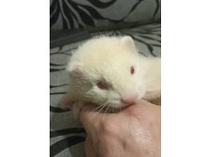 Тхірка (фредка) малюк Альбінос