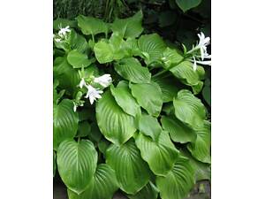 Хоста біла саджанці саджанець саженци