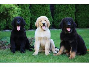 Ховаварт – рідкісна порода.