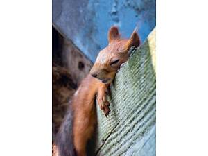 Чудова руда білочка для дому, чи території, європейська білка