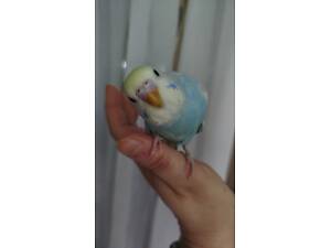 Хвилясті папуги, райдужні