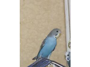 Хвилясті папуги