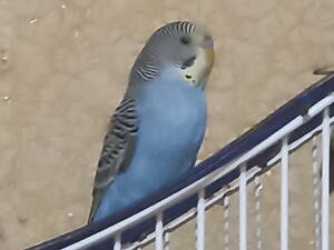 Хвилясті папуги