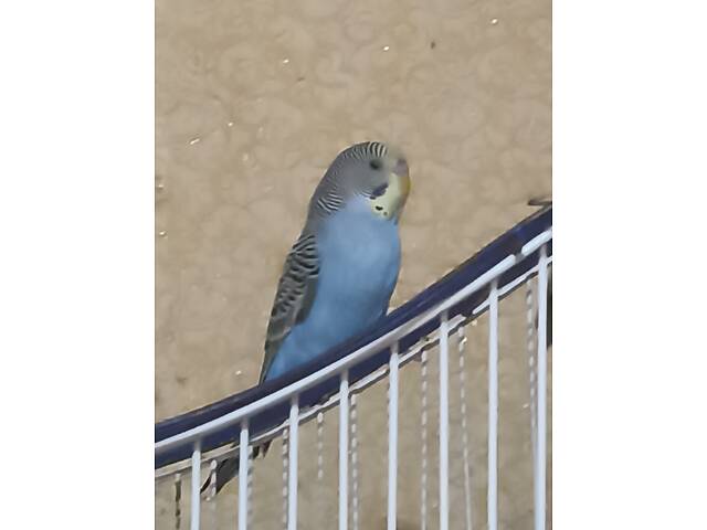 Хвилясті папуги - Фото 2