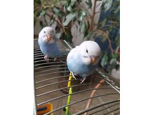 Хвилясті папужки домашнього розведення