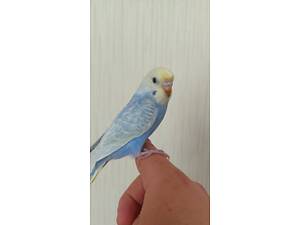 Хвилястий папуга