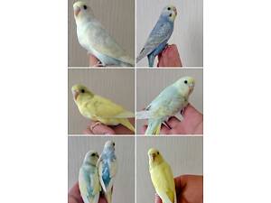 Хвилястий папуга