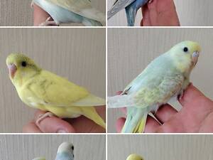 Хвилястий папуга