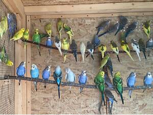 Хвилястий папужка