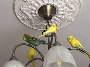 Хвилясті папуги — Львів