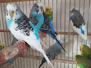 хвилясті папуги молоді