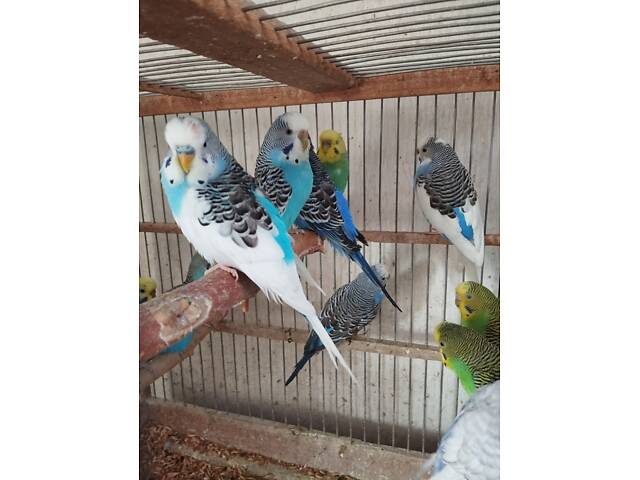 хвилясті папуги молоді - Фото 1