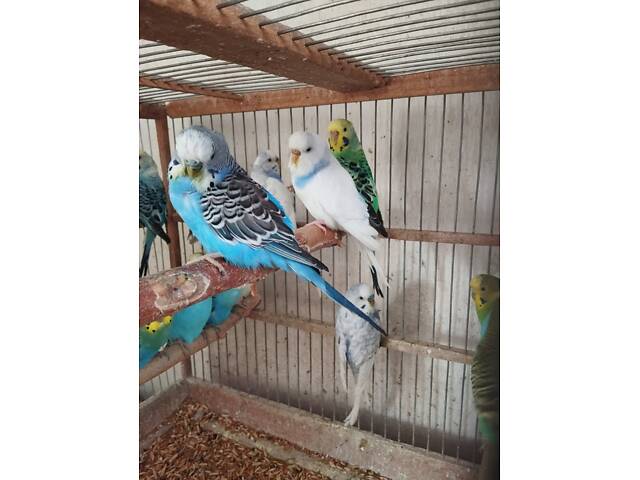 хвилясті папуги молоді - Фото 3