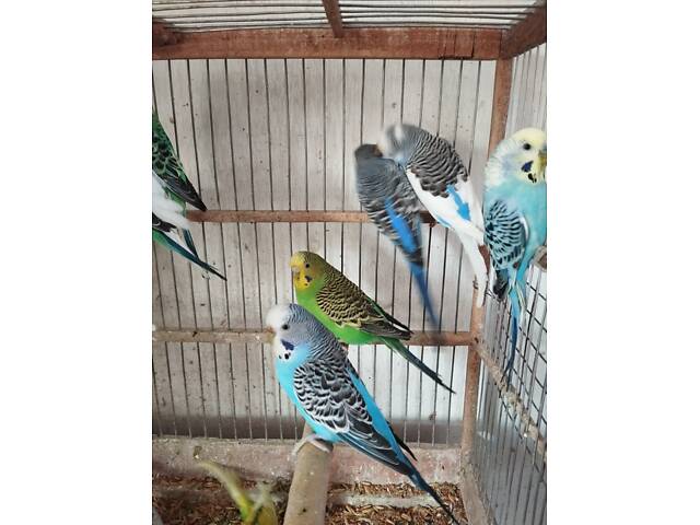 хвилясті папуги молоді - Фото 4