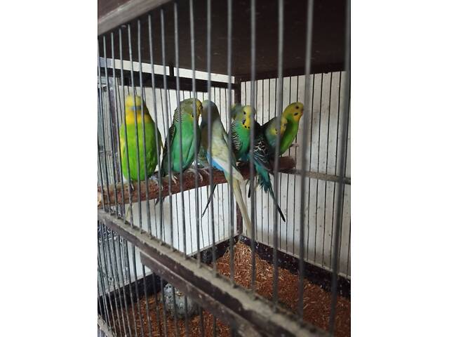 хвилясті папуги молоді - Фото 2