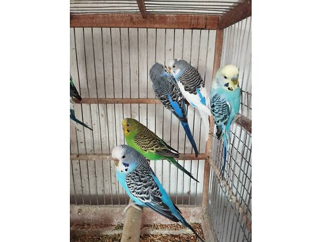 хвилясті папуги молоді - Фото 5