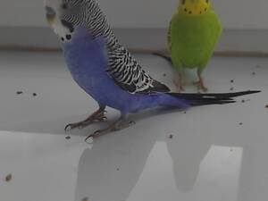 Хвилясті папуги він і вона з кліткою