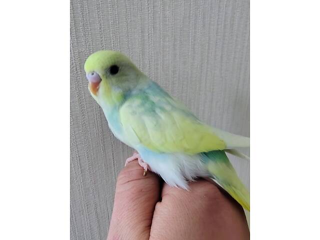 Хвилясті папуги Волнистый попугай - Фото 1