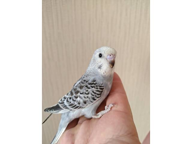 Хвилясті папуги Волнистый попугай - Фото 4