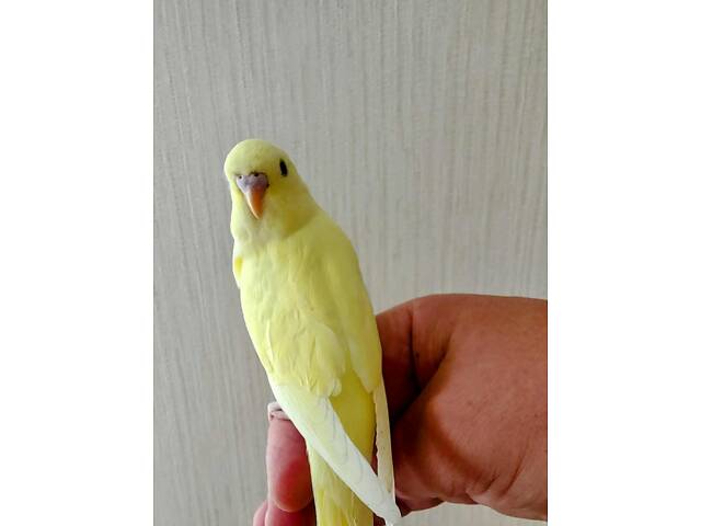 Хвилясті папуги Волнистый попугай - Фото 5