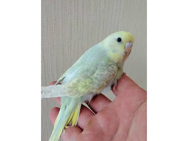 Хвилясті папуги Волнистый попугай - Фото 3