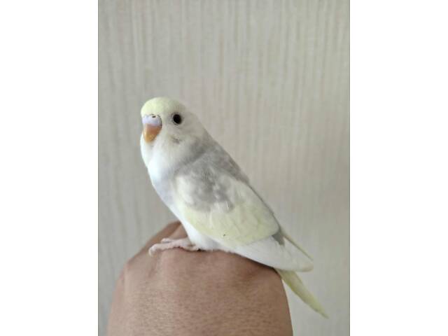 Хвилясті папуги Волнистый попугай - Фото 6